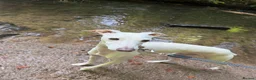 Italian Greyhound dogs for sale: Italian greyhound 2 years old  in Cheadle - Advert 3
