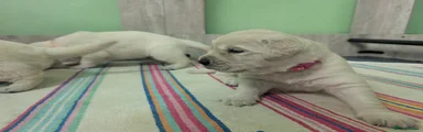 Golden Retriever 1