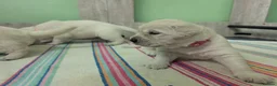 Golden Retriever dogs for sale: Bella’s Golden Gems - Advert 23