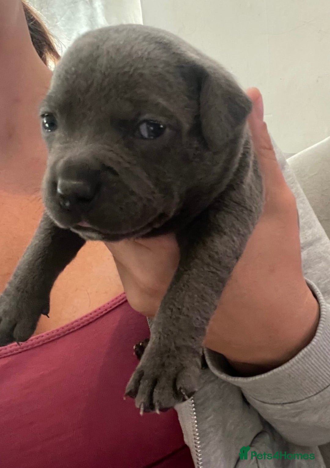 Staffordshire Bull Terrier dogs for sale: Litter of blue Staffordshire bull terriers  - Image 16
