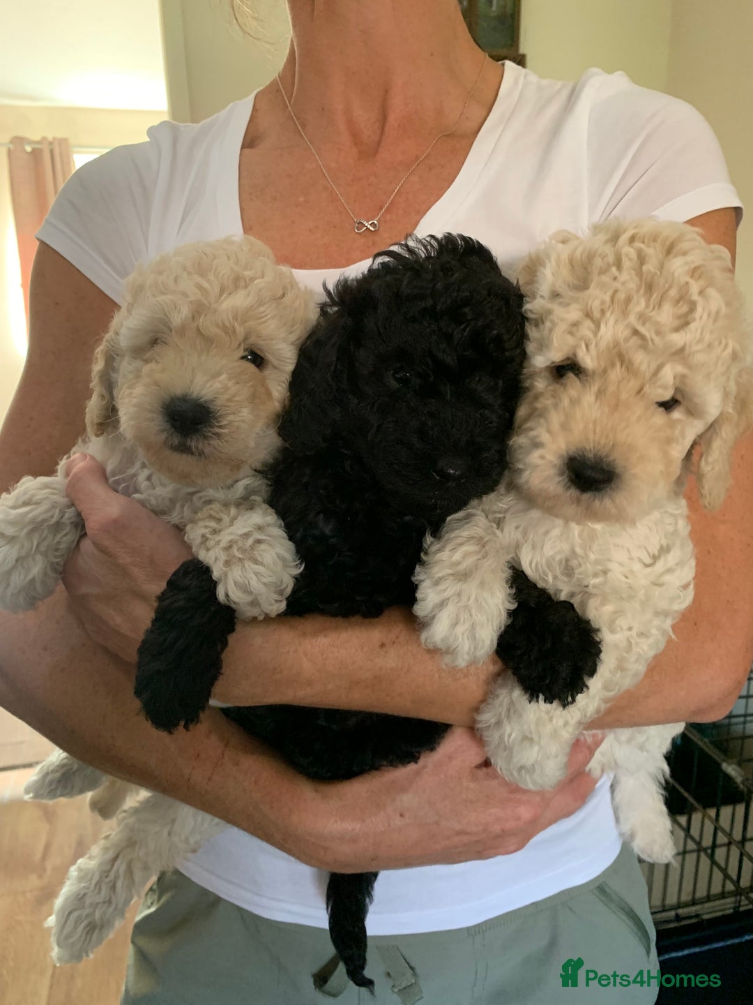 Mixed Breed dogs for sale: Mini/Toy Poodle pups - Image 13