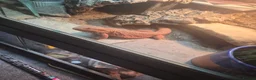 Bearded Dragon reptiles for sale: 2yr old Female bearded dragon Red Translucent - Advert 6