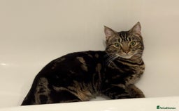 British Shorthair cats for sale: Loki is looking for a single pet forever home - Advert 5