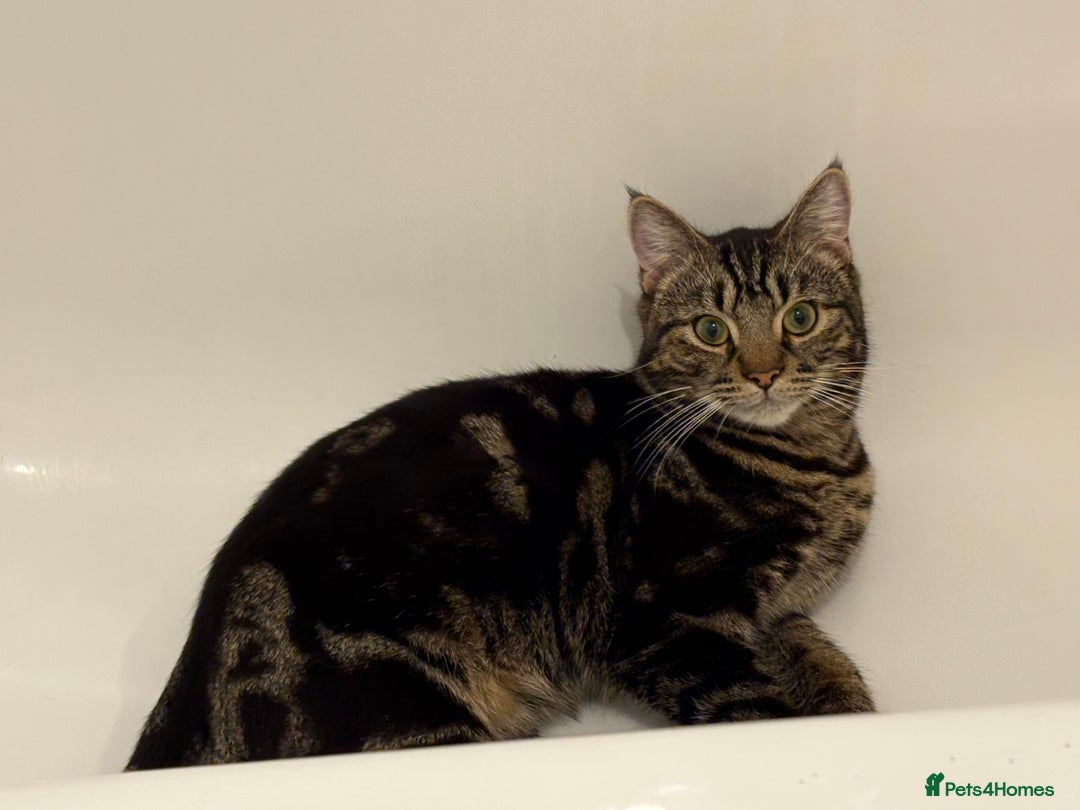British Shorthair cats for sale: Loki is looking for a single pet forever home - Advert 5