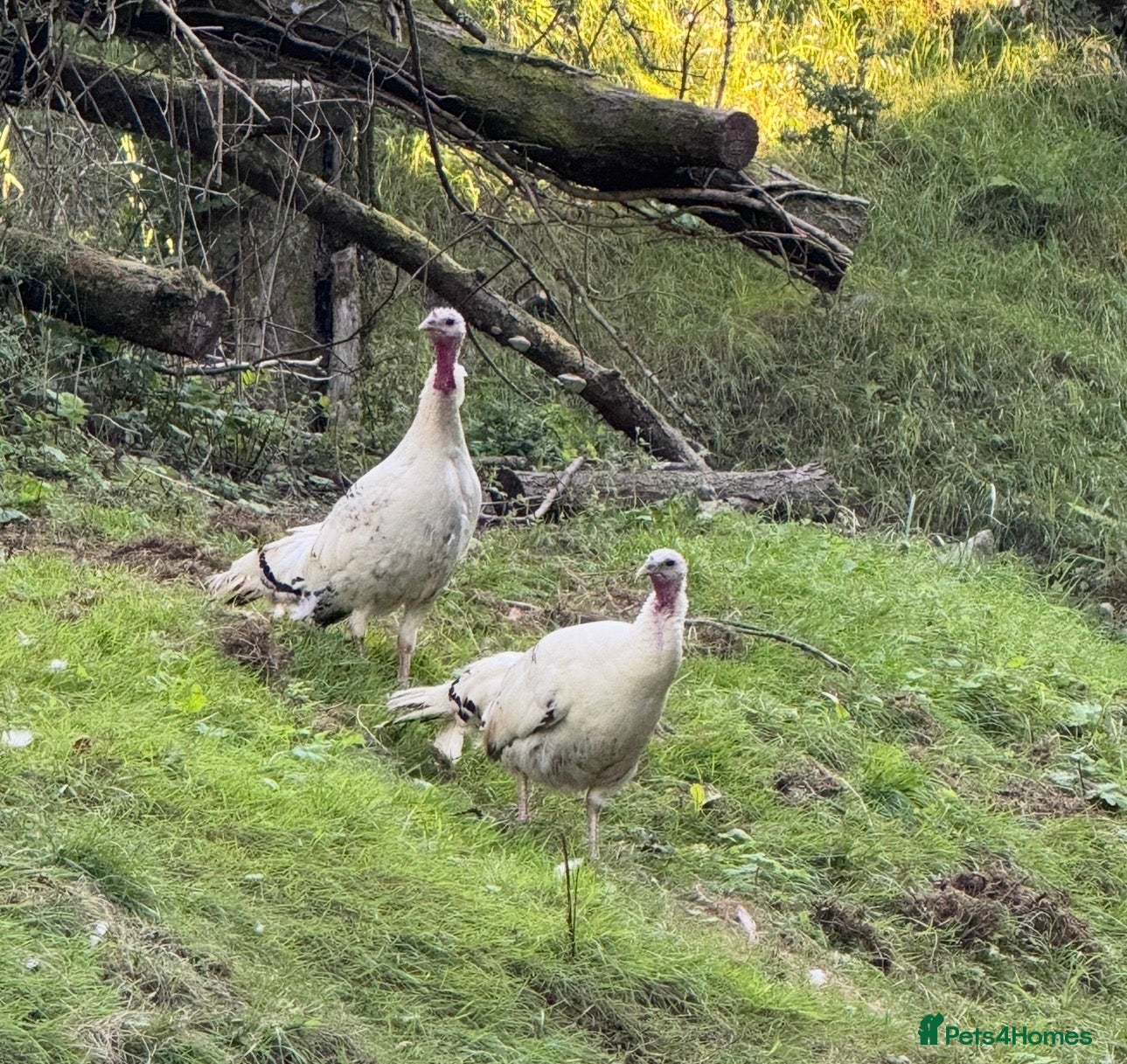 Turkeys poultry Royal Palm Turkeys - Advert 1