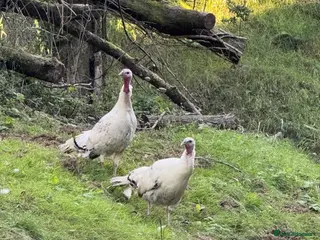 Turkeys poultry Royal Palm Turkeys - Advert 1