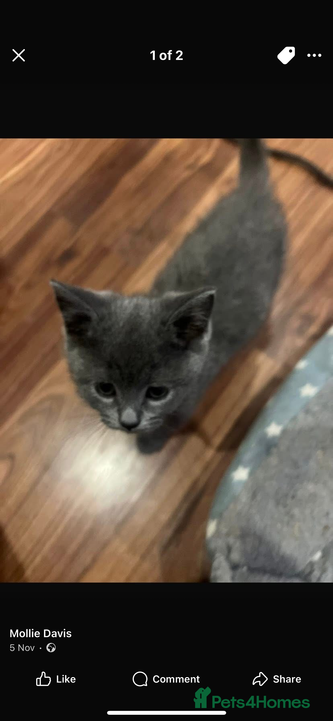 British Shorthair cats for sale: Ragdoll x British blue - Advert 2