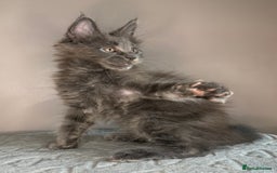 Maine Coon cats for sale: Russian Line maine coon kittens  in Market Rasen - Image 17