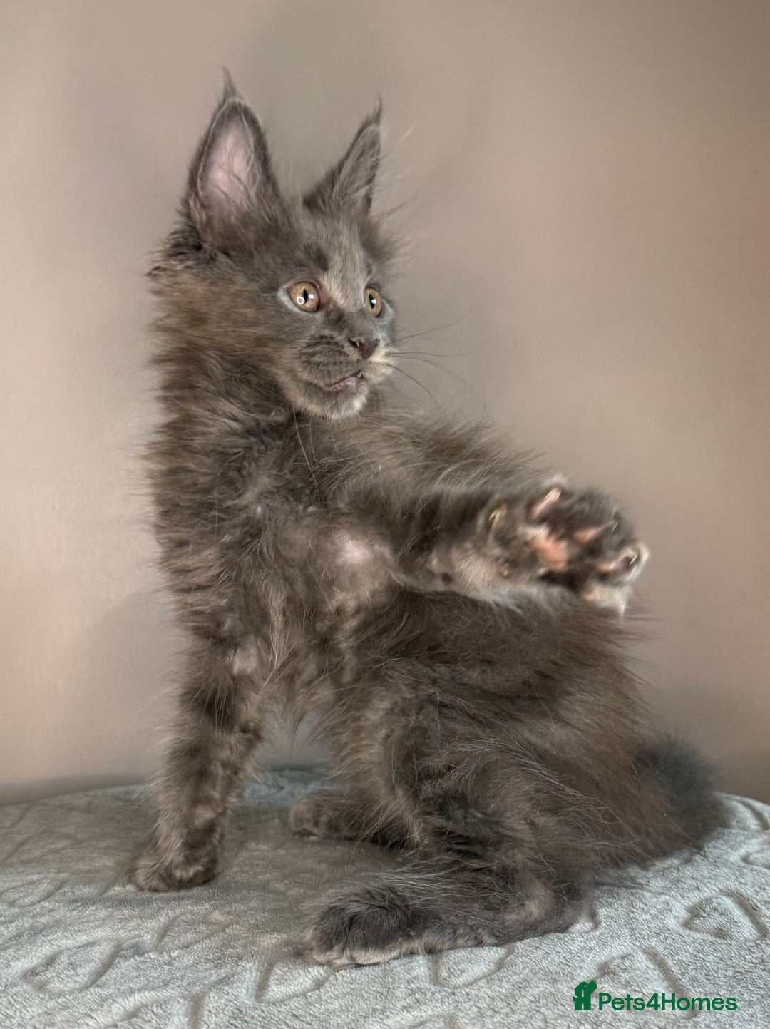 Maine Coon cats for sale: Russian Line maine coon kittens  in Market Rasen - Image 17