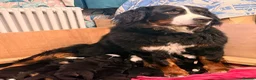 Bernese Mountain Dog dogs for sale: Pedigree Bernese Mountain Dog Puppies  - Advert 6