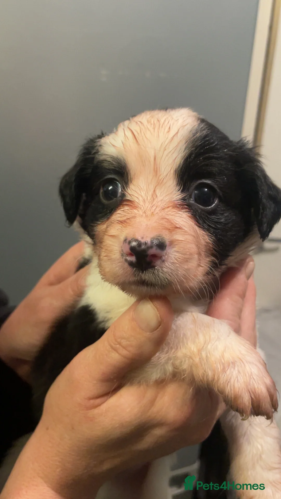 Mixed Breed dogs for sale: sprollie puppies for sale  in Sheffield - Advert 10