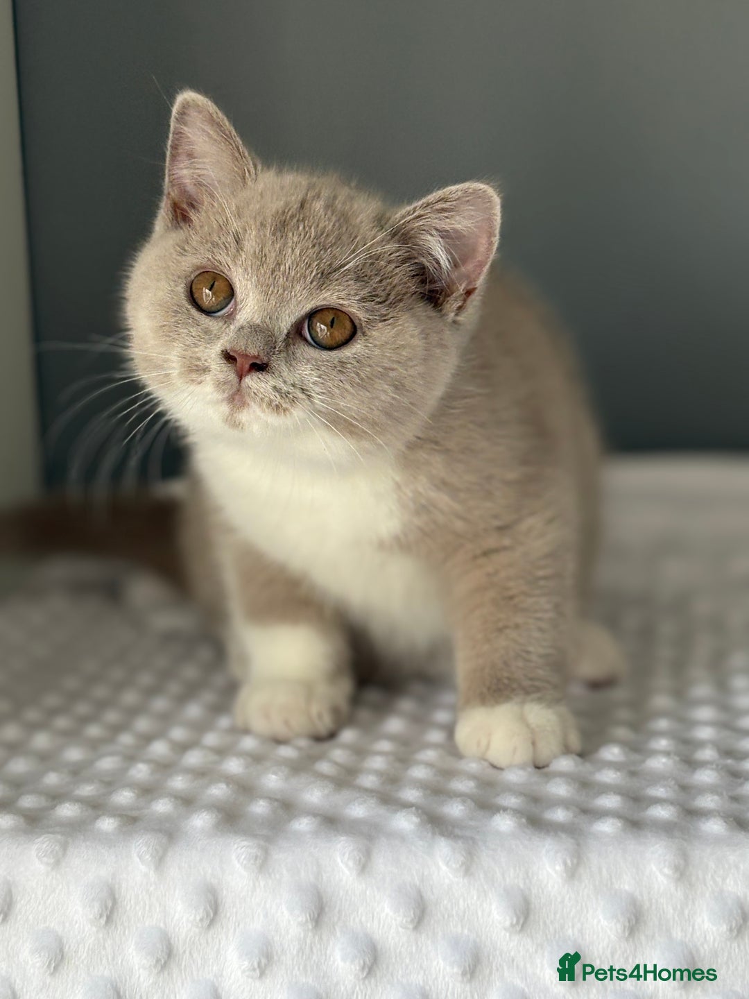 British Shorthair cats for sale: GGCF registered lilac bi kittens available  - Image 10
