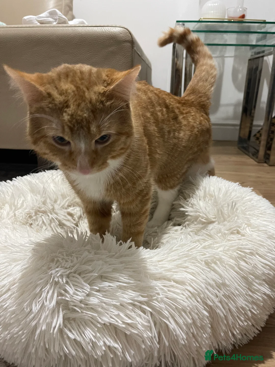 Domestic Shorthair cats for sale: Beautiful Ginger Domestic Short Hair in London - Advert 2