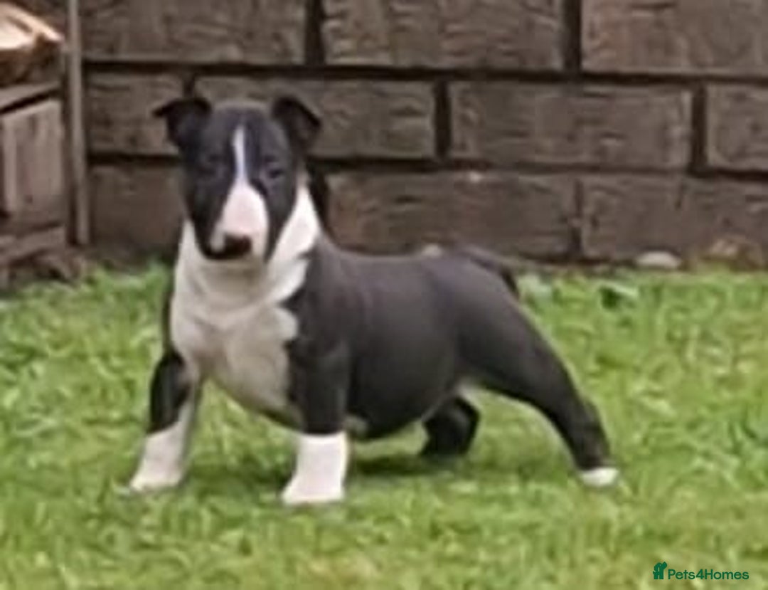 English Bull Terrier dogs for sale: English Bull Terrier Puppies - Image 8