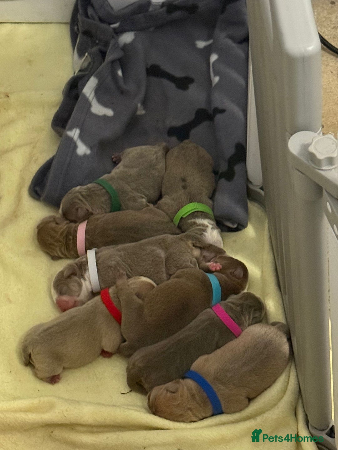 English Bulldog dogs for sale: new english bull dog - Image 6
