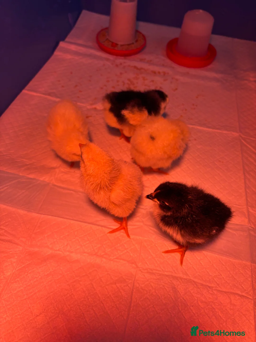 Mixed Breed poultry for sale: Hybrid chicks  in Martock - Advert 10