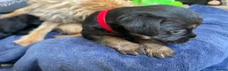 Border Terrier dogs for sale: KC REGISTERED BORDER TERRIER PUPPIES  - Advert 4