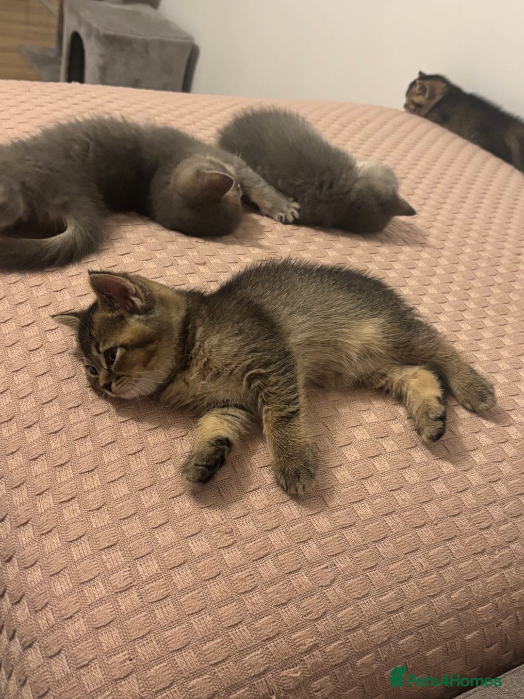 British Shorthair cats for sale: 4 adorable kittens looking for a new home  - Advert 19