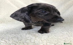 Dachshund dogs for sale: Dachshund puppies  - Image 14