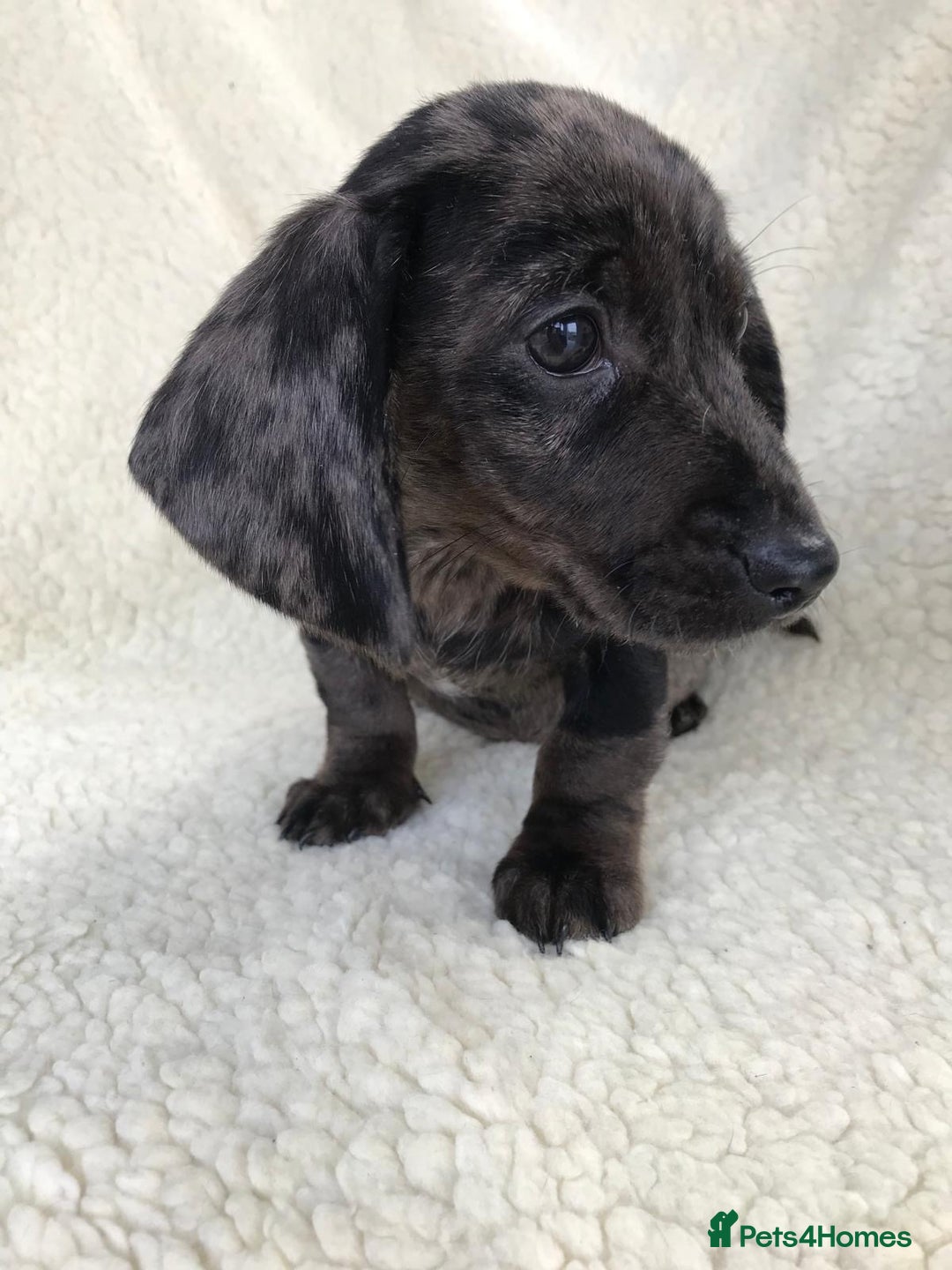 Dachshund dogs for sale: Dachshund puppies  - Image 14