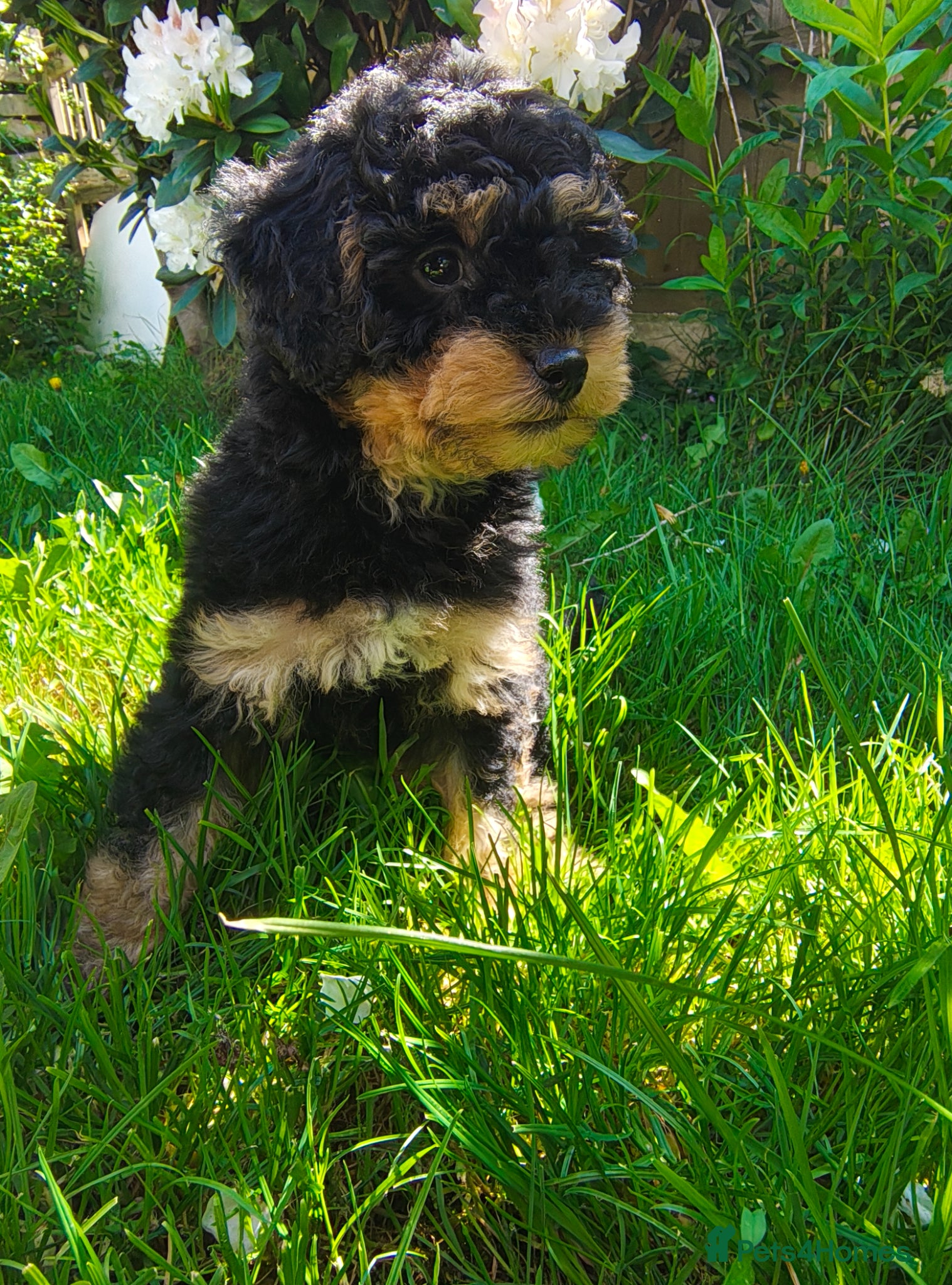 Cockapoo dogs Gorgeous Cockapoo pup F1B.  - Advert 17
