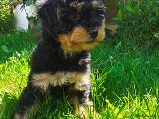 Cockapoo dogs Gorgeous Cockapoo pup F1B. - Advert 17