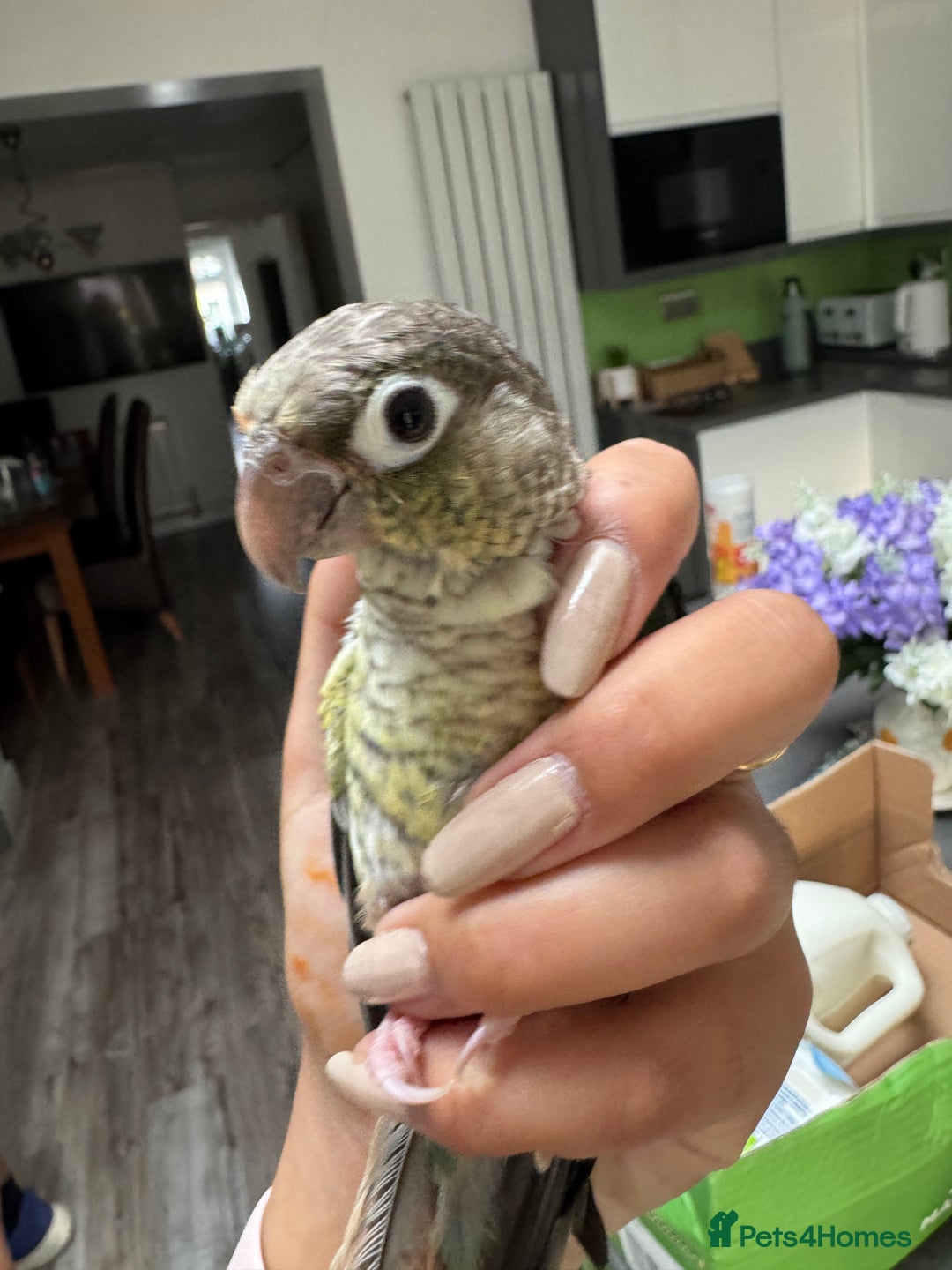 Conures birds for sale: Tamed hand-fed baby conure - Image 3