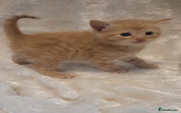 Mixed Breed cats for sale: Gorgeous kittens for sale 😍 💙 ❤️  - Image 5