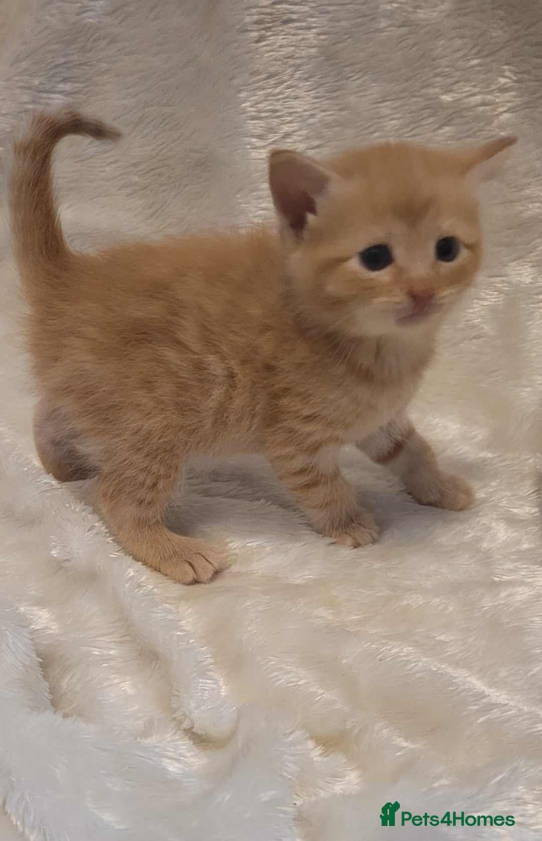 Mixed Breed cats for sale: Gorgeous kittens for sale 😍 💙 ❤️  - Image 5