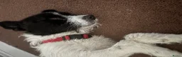 Mixed Breed dogs for adoption: Lovely Lia in Hereford - Advert 2
