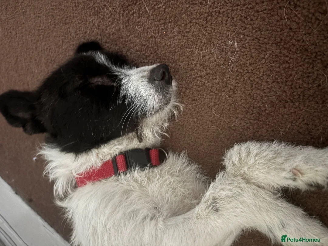 Mixed Breed dogs for adoption: Lovely Lia in Hereford - Advert 2
