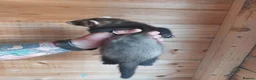 Ferret rodents for sale: Rescue Kits for sale - Advert 12