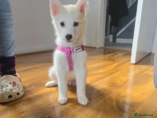 Siberian Husky dogs Ready Now last girl left in litter - Advert 2