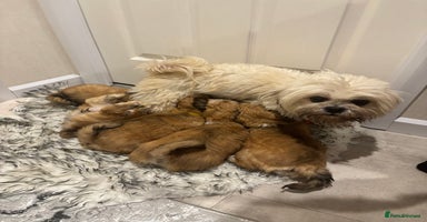 Lhasa Apso dogs Full bred Lhasa apso puppies  - Advert 14