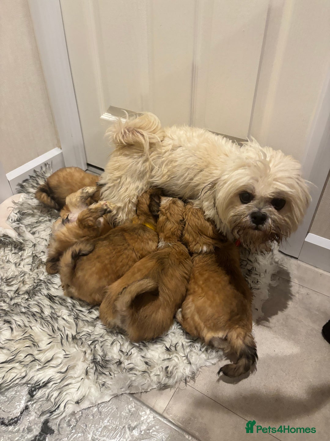 Lhasa Apso dogs for sale: Full bred Lhasa apso puppies  - Advert 2