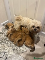 Lhasa Apso dogs Full bred Lhasa apso puppies - Advert 1
