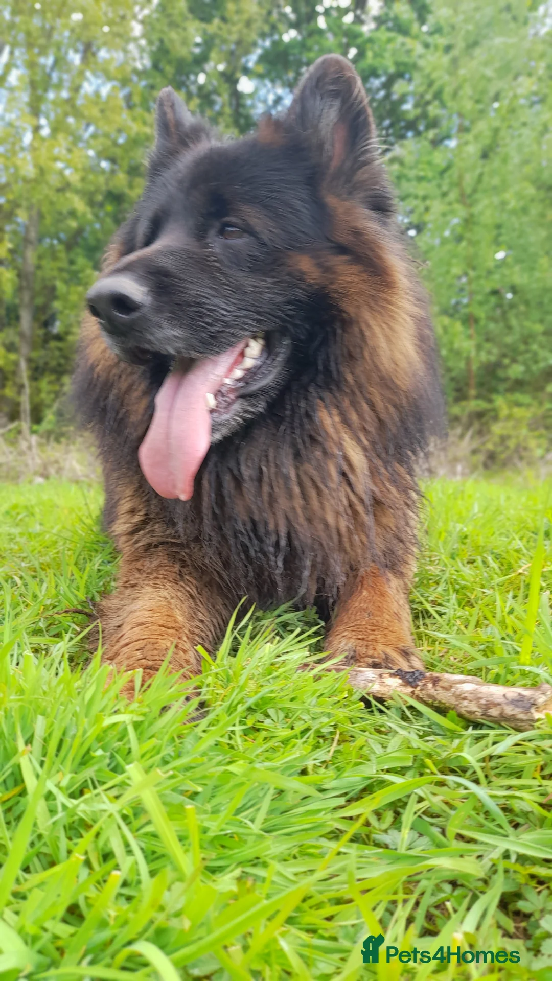 German Shepherd dogs for sale: German Shepherd looking for a loving forever home - Advert 1