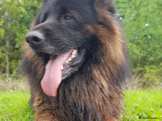 German Shepherd dogs German Shepherd looking for a loving forever home - Advert 1