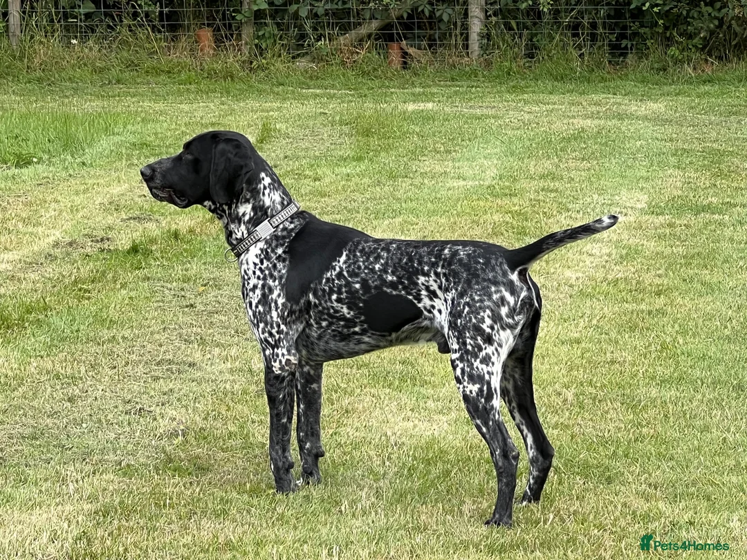 German Shorthaired Pointer dogs for stud: For Stud GSP Black and White - Advert 18