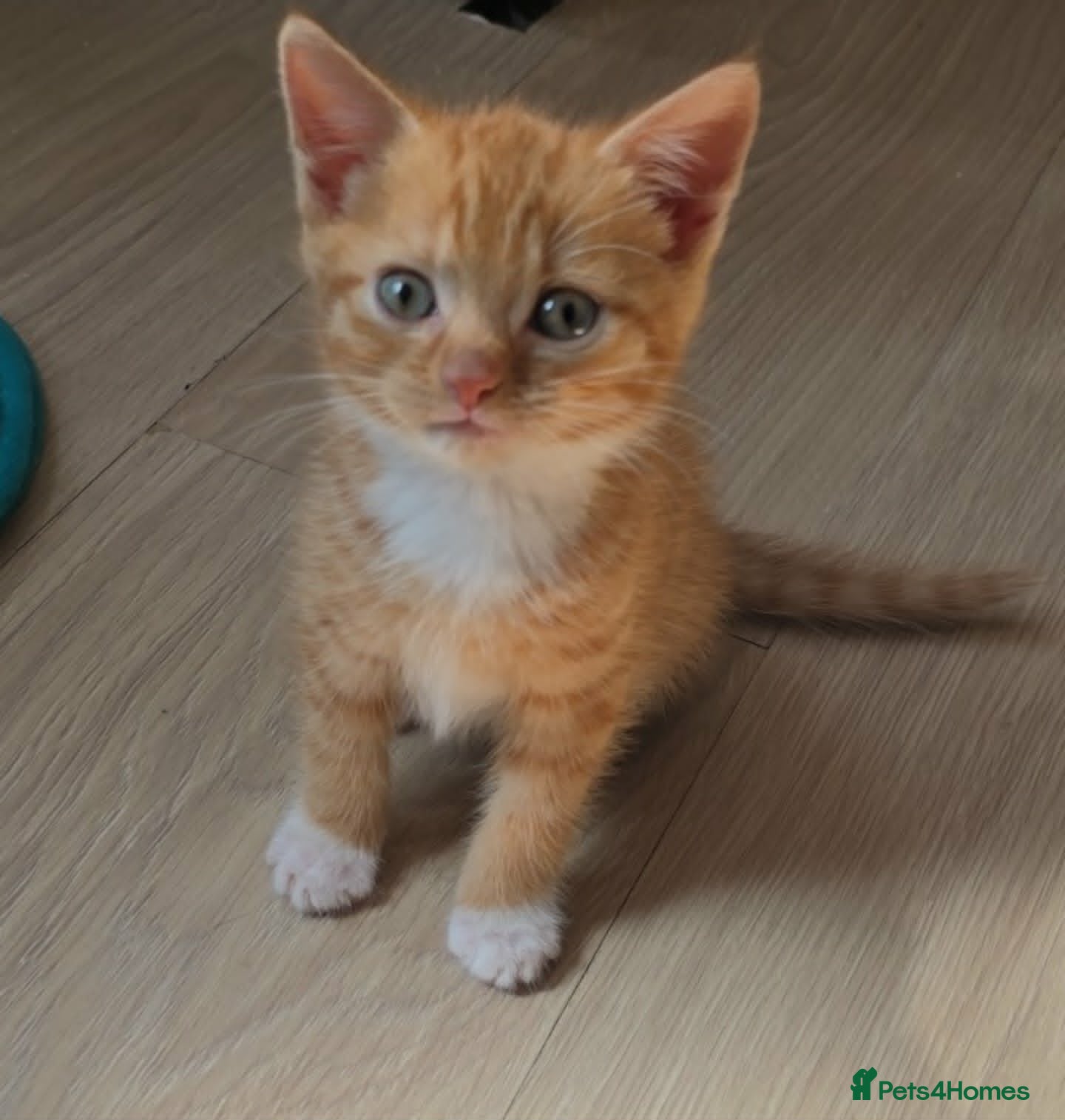Mixed Breed cats for sale: 5 Male Kittens Looking for a new Home In Derby in Derby - Advert 1
