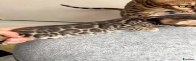 Bengal 3