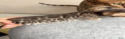 Bengal cats for sale: Beautiful Bengal Kittens Available for Reservation - Advert 5
