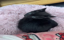Mixed Breed cats for sale: Female kitten need to go ASAP - Image 1