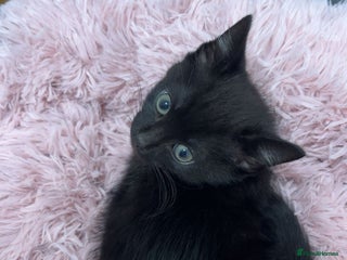 Mixed Breed cats - Advert 4