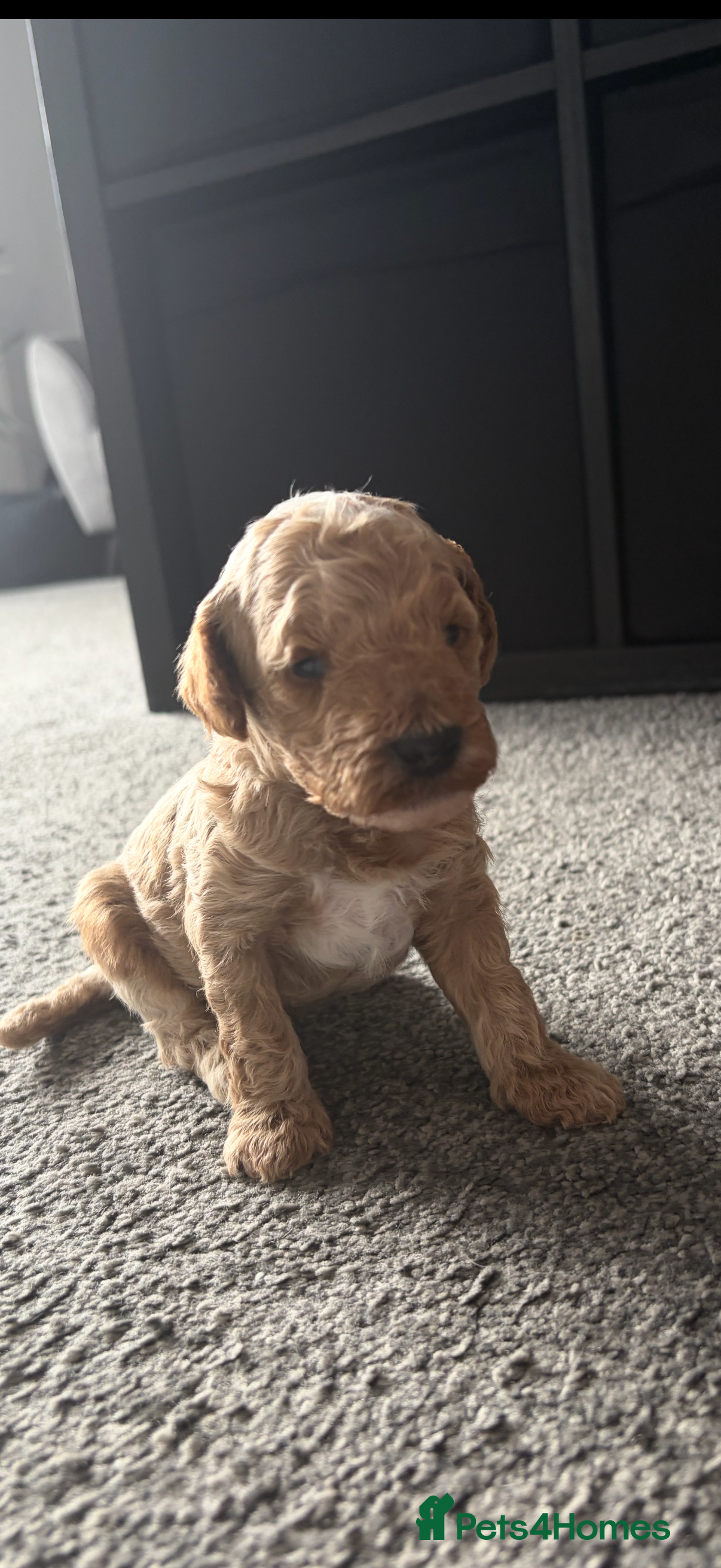 Cavapoo dogs Stunning cavapoo puppies  - Advert 2