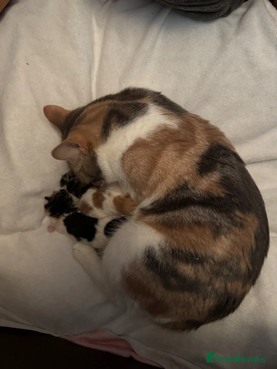Mixed Breed cats for sale: One lovely little black boy left  - Advert 2