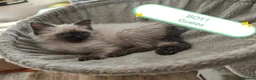 Ragdoll cats for sale: Wonderful purebred RAGDOLL  - Advert 7