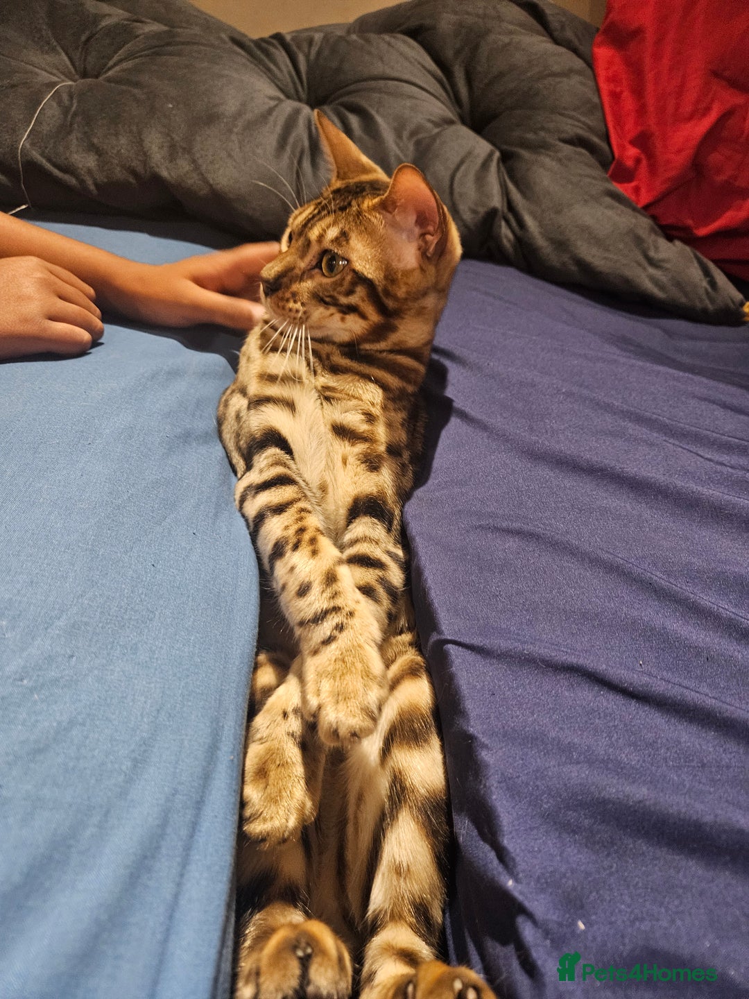 Bengal cats for sale: Beautiful boy for sale  - Advert 1
