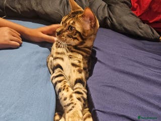 Bengal cats Beautiful boy for sale - Advert 1