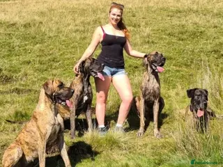 Great Dane dogs WAITING LIST NOW OPEN. FIRST COME, FIRST SERVED. - Advert 10